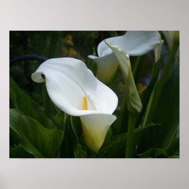 Poster Imprimer Calla Lilly (Devant)