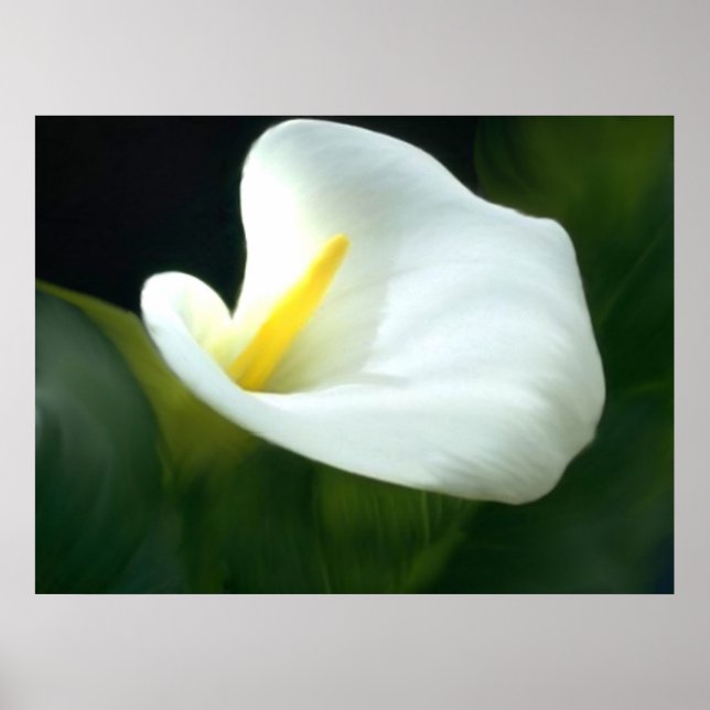 Poster Imprimer Calla Lily (Devant)