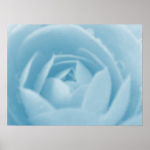 Poster Imprimer Camellia Whirlpool