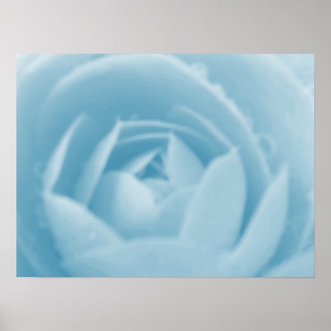 Poster Imprimer Camellia Whirlpool (Devant)