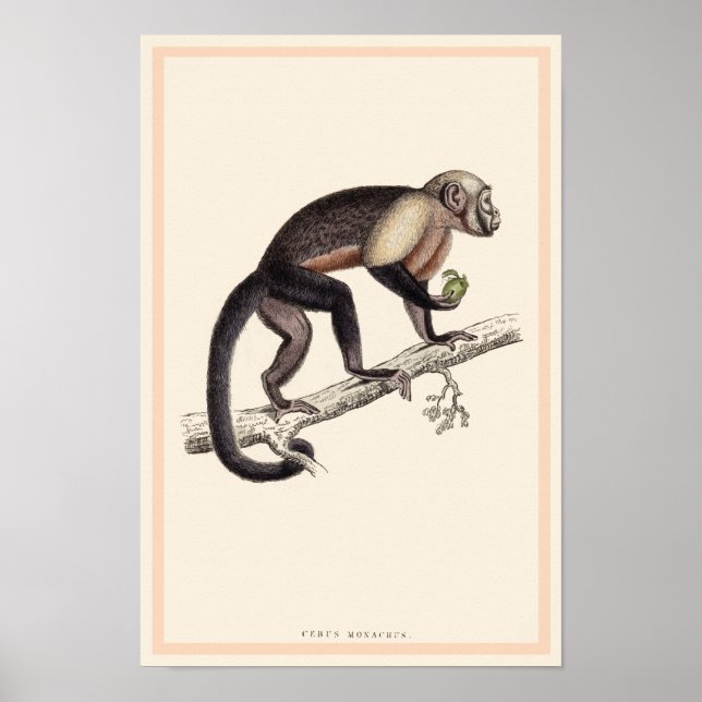 POSTER IMPRIMER CÉBUS MONACHUS MONKEY (Devant)