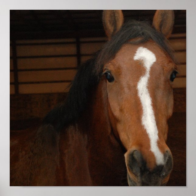 Poster Imprimer Cheval arabe (Devant)