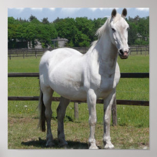 Poster Imprimer Cheval Arabe Blanc