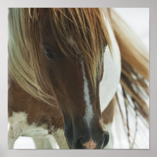 Poster Imprimer Cheval Mustang