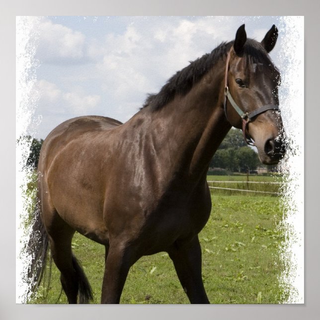 Poster Imprimer Cheval Thoroughbred (Devant)
