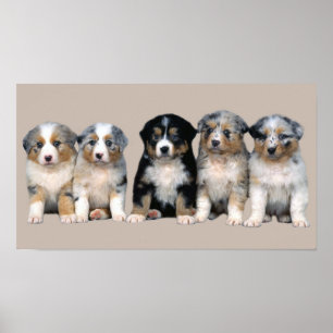 Poster Imprimer Chiffres Australiens