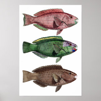 Poster Imprimer "Chlorurus Troschelii"