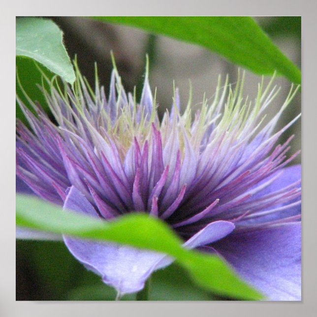 Poster Imprimer Clematis (Devant)