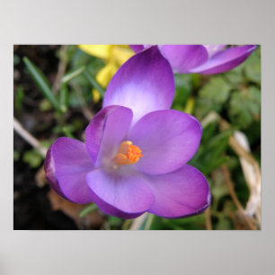 Poster Imprimer crocus vif