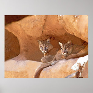 Poster Imprimer Deux Lions De Montagne