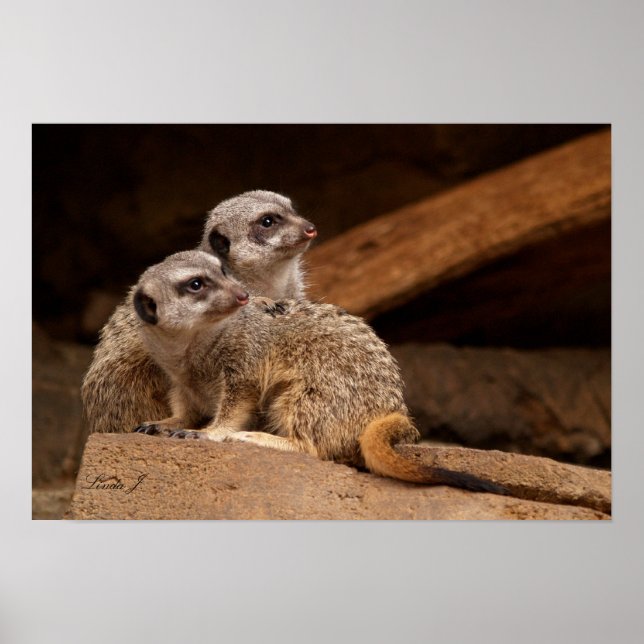 Poster Imprimer deux toile Meerkat (Devant)