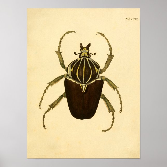 Poster Imprimer "Entomologie I" (Devant)
