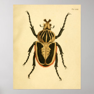 Poster Imprimer "Entomologie II"