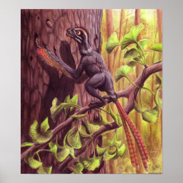 Poster Imprimer Epidexipteryx (Devant)