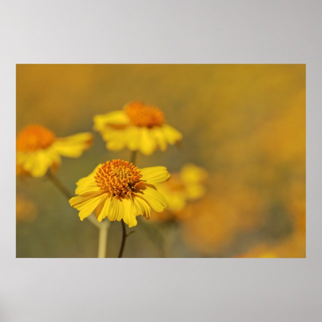 Poster Imprimer : Fleurs Brittlebush (Devant)
