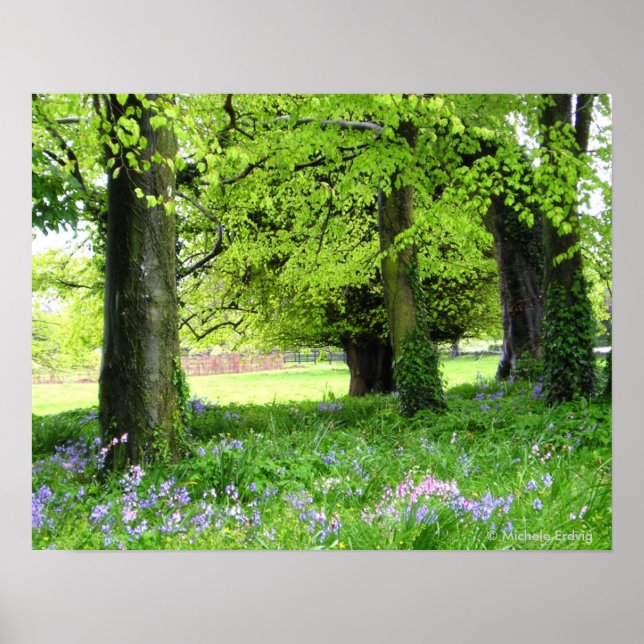 Poster Imprimer Forêt Bluebell Spring (Devant)