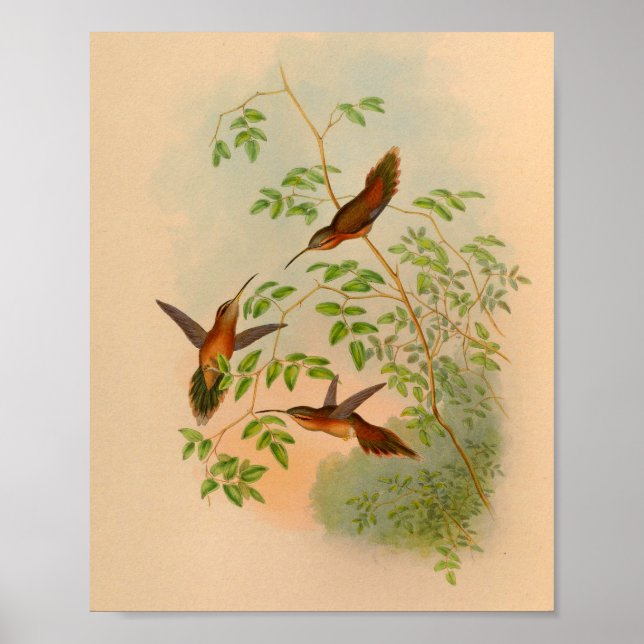 Poster Imprimer Hermite Hummingbird vintage 1861 (Devant)