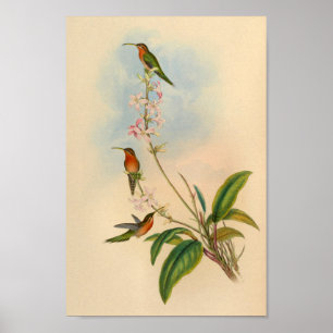 Poster Imprimer Hermite Hummingbird vintage 1861
