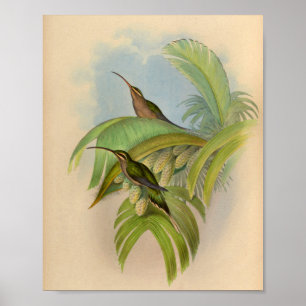 Poster Imprimer Hermite Hummingbird vintage 1861
