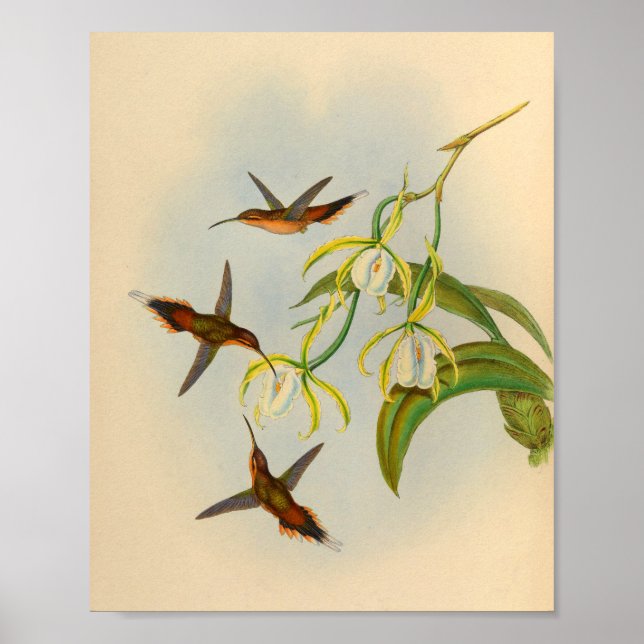 Poster Imprimer Hermite Hummingbird vintage 1861 (Devant)