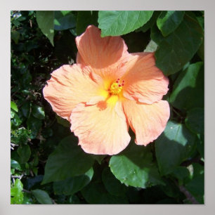 Poster Imprimer Hibiscus de plage