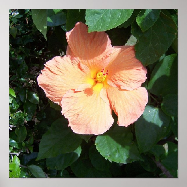 Poster Imprimer Hibiscus de plage (Devant)