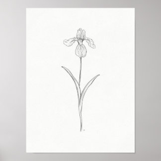 Poster Imprimer Iris Flower