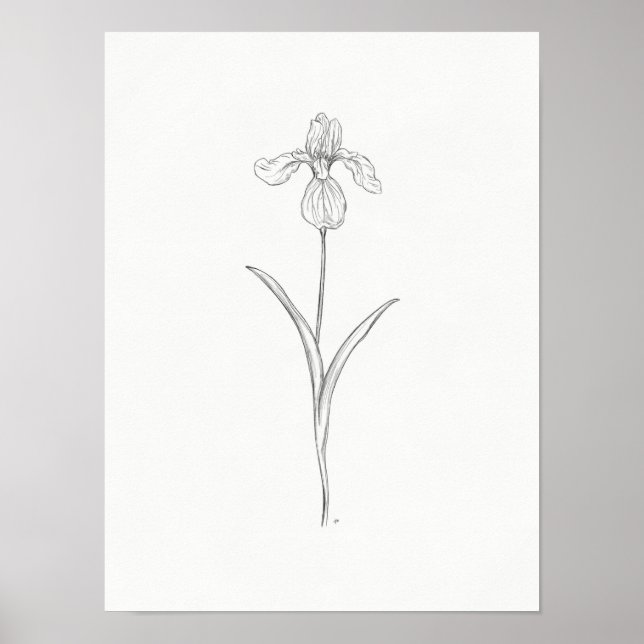 Poster Imprimer Iris Flower (Devant)