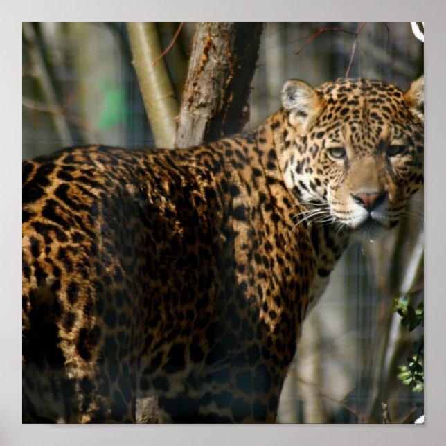 Poster Imprimer la photo Jaguar (Devant)