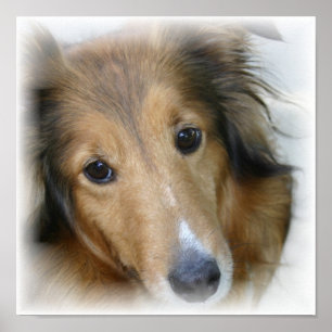 Poster Imprimer la toile Collie