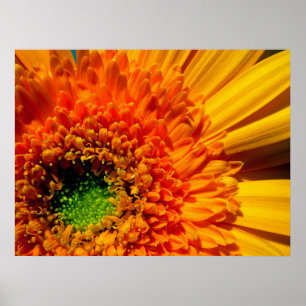 Poster Imprimer la toile de marguerite orange