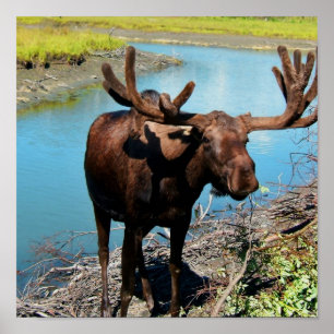 Poster Imprimer l'affiche Bull Moose