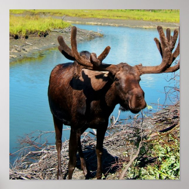 Poster Imprimer l'affiche Bull Moose (Devant)