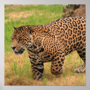 Poster Imprimer l'affiche Jaguar
