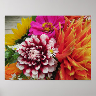 Poster Imprimer l'affiche Vivid Dahlias et Zinnias
