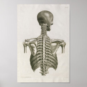 Poster Imprimer l'anatomie de la colonne vertébrale vinta