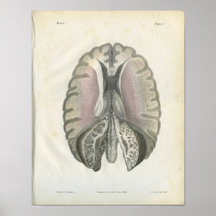 Poster Imprimer l'anatomie du cerveau humain