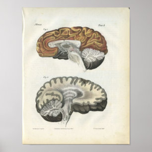 Poster Imprimer l'anatomie du cerveau humain