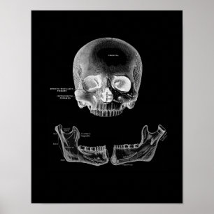 Poster Imprimer l'anatomie du crâne humain et de la mâcho