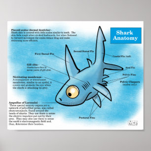 Poster Imprimer l'anatomie du requin