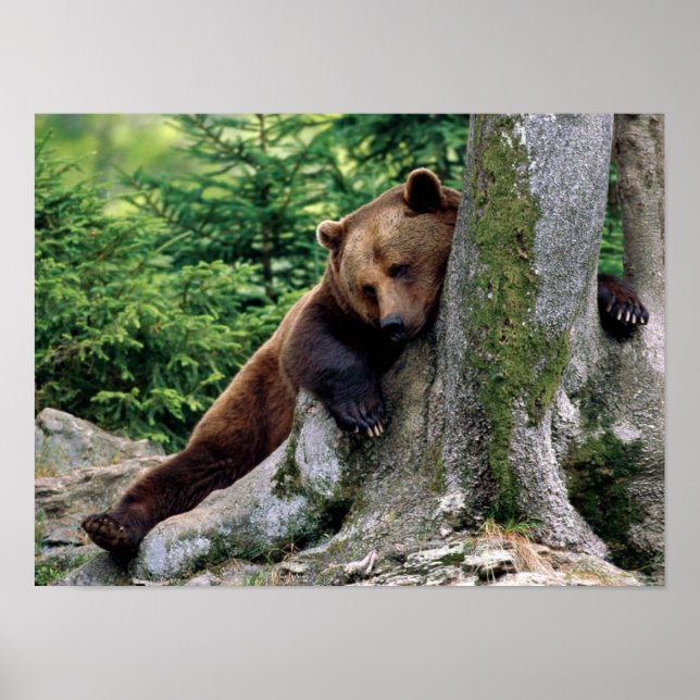 Poster Imprimer l'arrêt du repos de l'ours Brown (Devant)