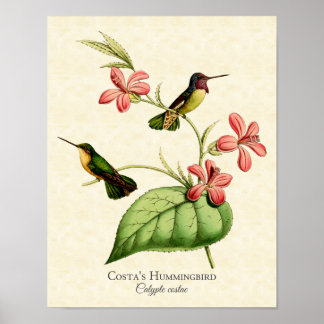 Poster Imprimer l'art des colibris de Costa