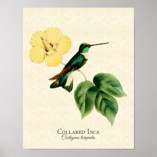 Poster Imprimer l'art des colibris inca