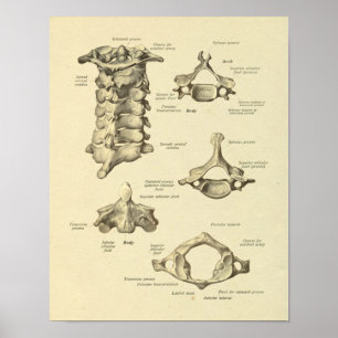 Poster Imprimer l'axe de l'Atlas de l'anatomie des vertèb