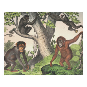 Poster Imprimer les anciens singes
