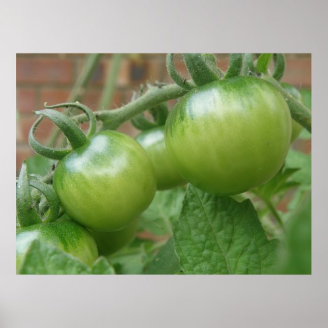 Poster Imprimer les tomates vertes (Devant)
