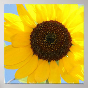 Poster Imprimer l'image de tournesol