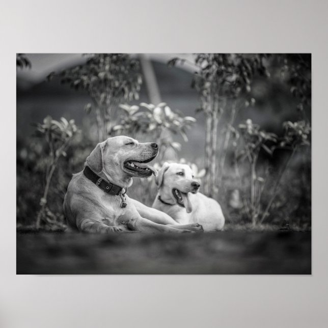 Poster Imprimer, Papier d'affiche de valeur (Matte) (Devant)