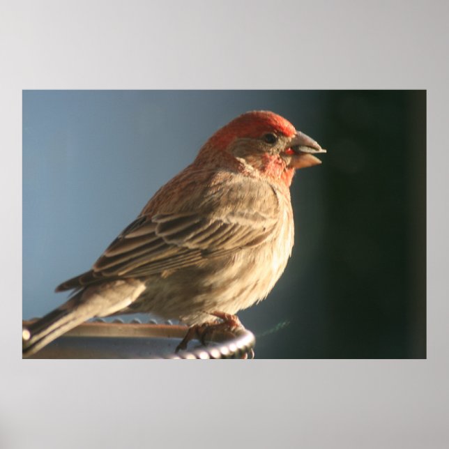 Poster Imprimer photo d'oiseau de Finple (Devant)
