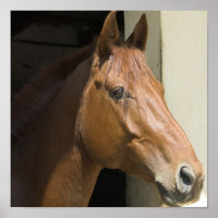Imprimer photo du Cheval du quartier américain